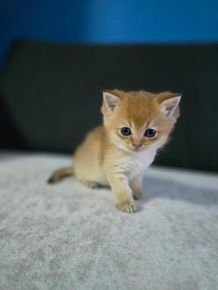 Britse korthaar kitten Golden. moeder heeft stamboom, Dieren en Toebehoren, Katten en Kittens | Raskatten | Korthaar, Kater, 0 tot 2 jaar
