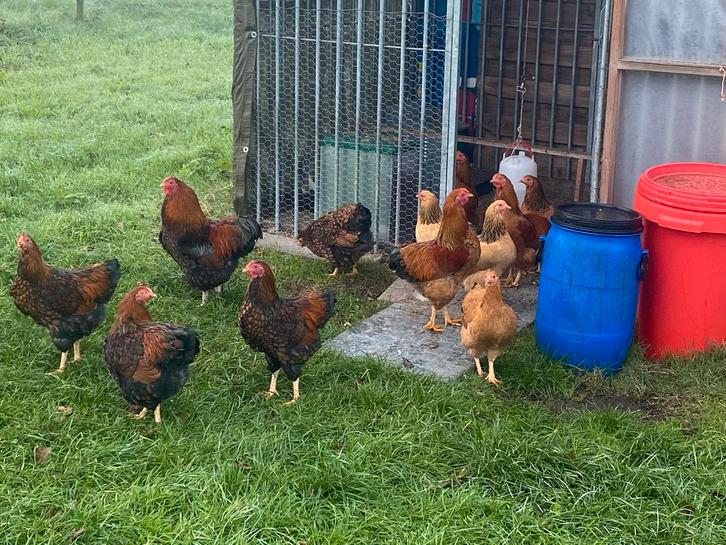 Haan, Dieren en Toebehoren, Pluimvee, Kip, Mannelijk