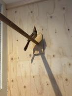 Rode kardinaal pop, Vrouwelijk