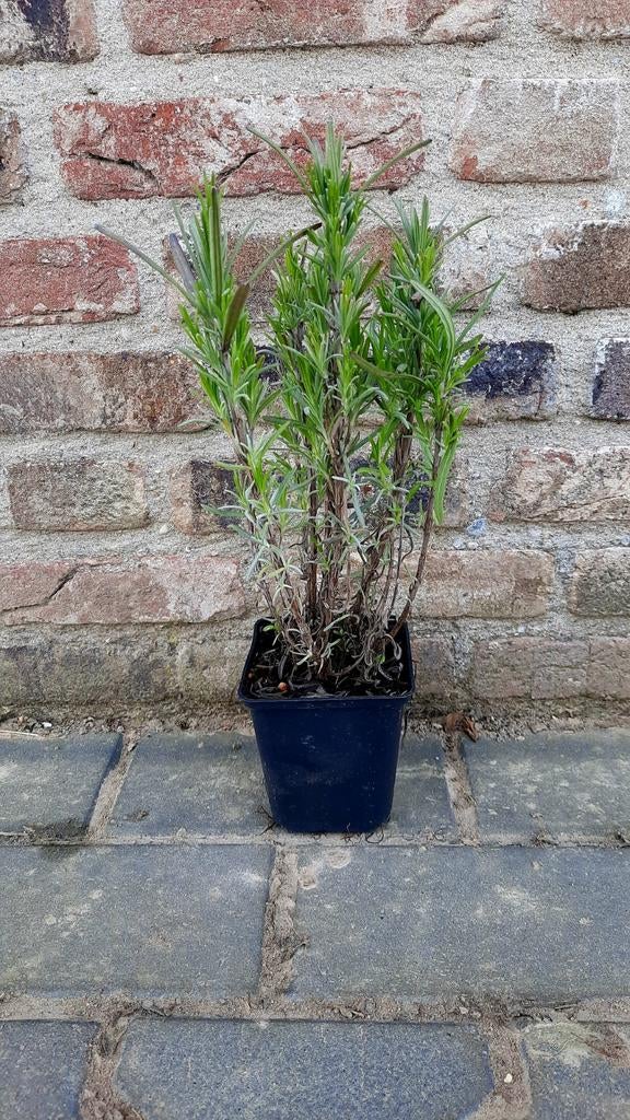 Paarse en witte Lavendel Arctic Snow / Hidcote🪻, Tuin en Terras, Planten | Tuinplanten, Ophalen, Overige soorten, Volle zon