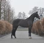 9 jarige merrie v.High five, Merrie, Met stamboom, Dressuurpaard, L