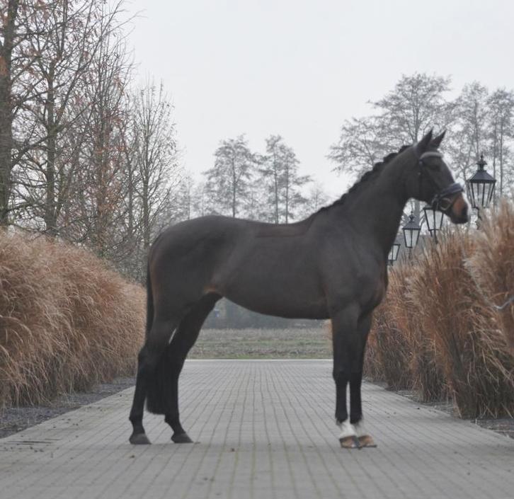 9 jarige merrie v.High five, Dieren en Toebehoren, Paarden, Merrie, L, 165 tot 170 cm, 7 tot 10 jaar, Dressuurpaard, Met stamboom
