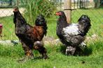 Mooie grote Brahma hanen, Dieren en Toebehoren, Pluimvee, Mannelijk, Kip