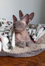 Gezocht gouden mandje Cornish Rex x Peterbald poezen, Poes