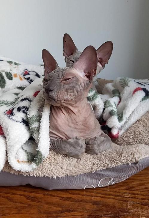 Gezocht gouden mandje Cornish Rex x Peterbald poezen, Dieren en Toebehoren, Katten en Kittens | Raskatten | Korthaar, Poes