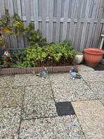 Takla koppel, Dieren en Toebehoren, Vogels | Duiven, Meerdere dieren, Tuimelaar of Roller