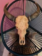 Hand uitgesneden waterbuffel schedel, Ophalen of Verzenden
