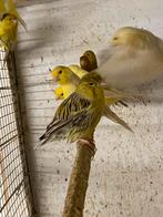 Kanaries, Dieren en Toebehoren, Vogels | Kanaries, Meerdere dieren, Kleurkanarie
