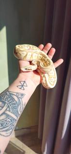 1.0 Enchi Spotnose Butterfly Het Clown