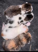 2 poesjes en 1katertje, Dieren en Toebehoren, Katten en Kittens | Overige Katten, Meerdere dieren