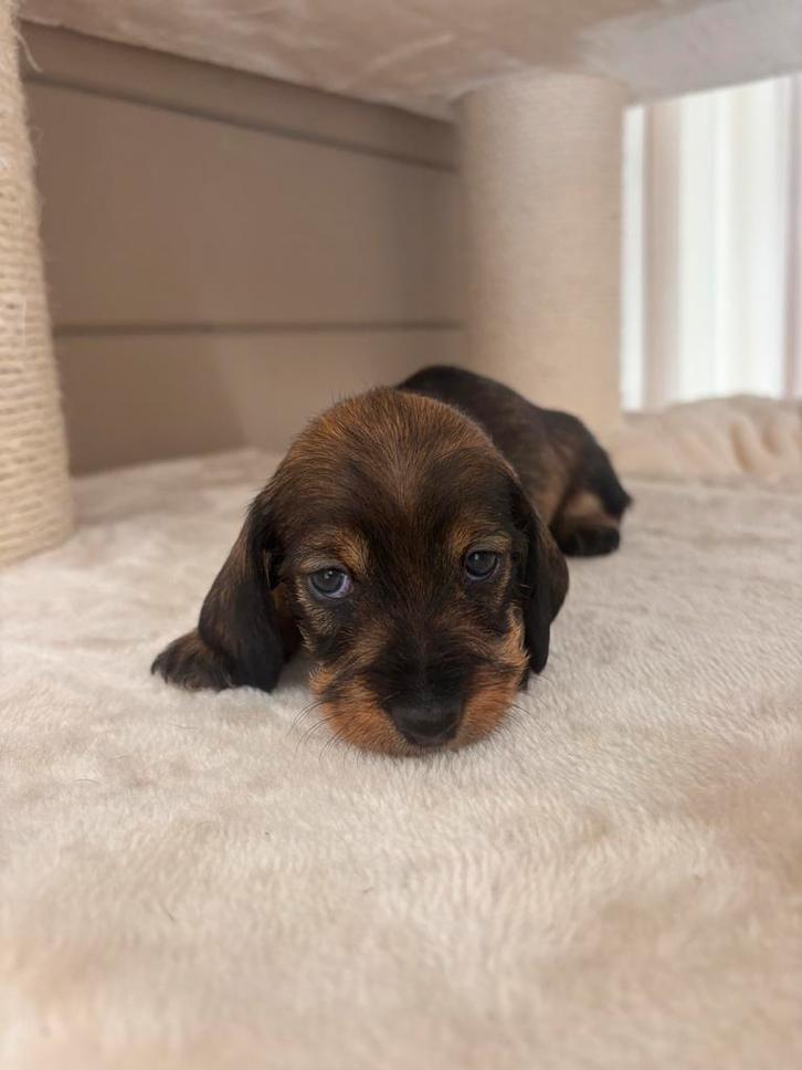 Ruwharige dwergteckels/kaninchen pups te koop, Dieren en Toebehoren, Honden | Teckels en Dashonden, Meerdere dieren, Ruwhaar, Kaninchen