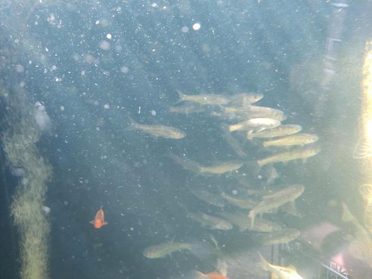 De laatste graskarper van dit jaar, Dieren en Toebehoren, Vissen | Vijvervissen, Karper of Koi
