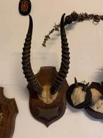 Te koop; schedel hoorns opgezette zeldzame antilope, Verzamelen, Ophalen of Verzenden, Gebruikt, Overige soorten, Opgezet dier