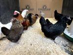 Jonge tamme Antwerpse Baardkriel kippen Gesekst en ingeënt, Dieren en Toebehoren, Pluimvee, Vrouwelijk, Kip