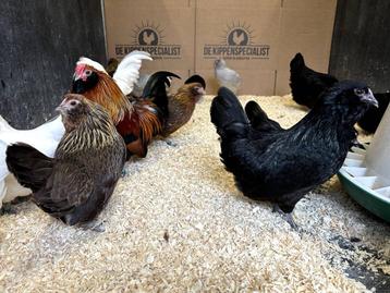 Jonge tamme Antwerpse Baardkriel kippen Gesekst en ingeënt  beschikbaar voor biedingen