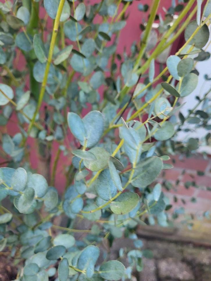 Eucalyptus Planten - Nu €12.50!, Tuin en Terras, Planten | Tuinplanten, Overige soorten, Volle zon, Ophalen of Verzenden