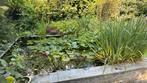 Vijverplanten gratis af te halen!, Tuin en Terras, Vijvers, Ophalen, Zo goed als nieuw