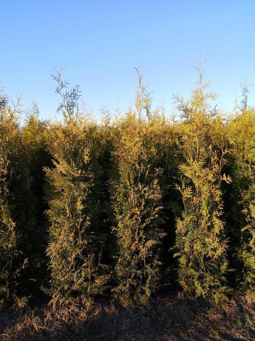 Coniferen 175-200 (thuja occidentalis brabant), Tuin en Terras, Planten | Struiken en Hagen, Conifeer, 100 tot 250 cm, Ophalen of Verzenden