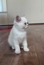 Kitten Shorthair, Dieren en Toebehoren, Katten en Kittens | Raskatten | Korthaar, Poes