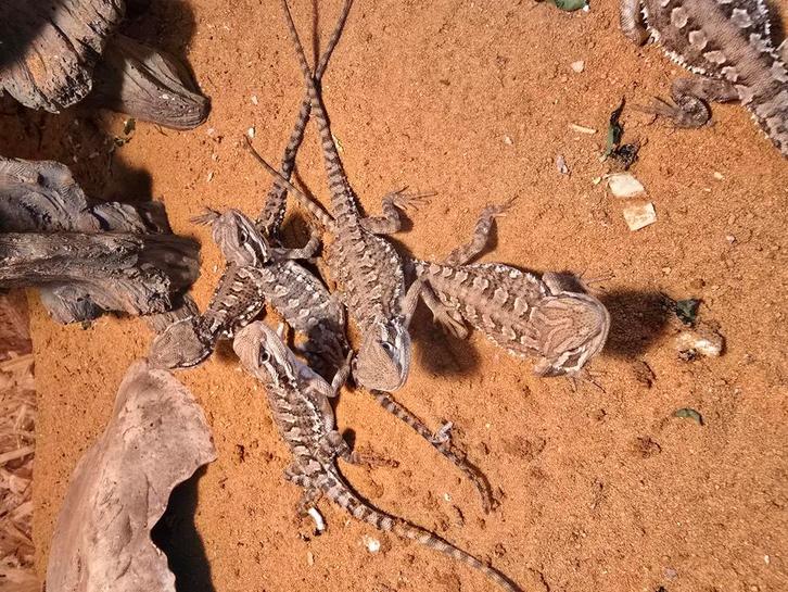 Nakweek dwergbaardagamen, Dieren en Toebehoren, Reptielen en Amfibieën, Hagedis, 0 tot 2 jaar