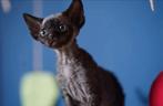 Devon Rex laatste kattertje beschikbaar!!!, Dieren en Toebehoren, Kater, Ontwormd, 0 tot 2 jaar