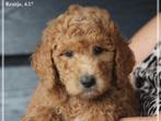 Knappe Goldendoodle pups., Nederland, 8 tot 15 weken, CDV (hondenziekte), Meerdere