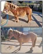 Paarden scheren (op afspraak)