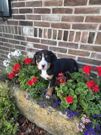 Grote zwitserse sennenhond pups puppies te koop, Dieren en Toebehoren, Overige rassen, 8 tot 15 weken, Meerdere, Meerdere dieren