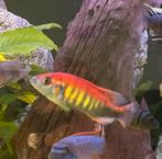 Pundamilia Nyererei ( eigen foto’s), Vis