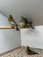 Groenlingen, Meerdere dieren, Wildzangvogel, Geringd