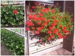 Rode Oostenrijkse hanggeraniums, Ophalen, Overige soorten