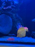 Gele dokter Zebrasoma flavescens, Vis