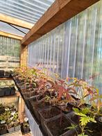 Verschillende Japanse esdoorn bomen Acer palmatum, Tuin en Terras, Planten | Bomen, Bloeit niet, Halfschaduw, Minder dan 100 cm