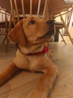 Labrador Red Fox pup (11 weken) (incl. Alle spullen), CDV (hondenziekte), 8 tot 15 weken, Teef, Labrador retriever
