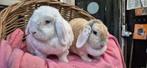 konijnen FLIPPIE & FLAPPIE uit de opvang zoeken een tehuis, Meerdere dieren, Groot
