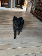 Pomeranian x kees pup, nog een teefje wegens annulering, Dieren en Toebehoren, Keeshond, 15 weken tot 1 jaar, CDV (hondenziekte)