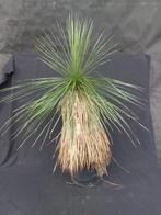 Yucca linearifolia ssp. Galeana 36, 100 cm, stam 50 cm, Ophalen of Verzenden, Vaste plant, Overige soorten, Volle zon