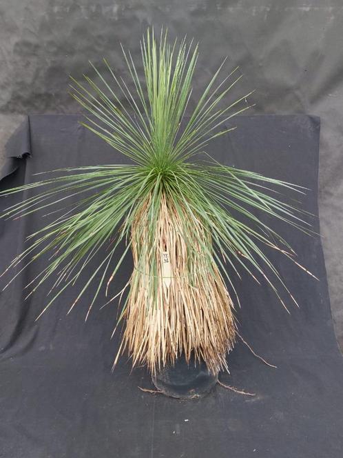 Yucca linearifolia ssp. Galeana 36, 100 cm, stam 50 cm, Tuin en Terras, Planten | Tuinplanten, Vaste plant, Overige soorten, Volle zon