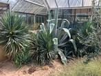Agavepups agave Americana pups winterhard voor in de tuin, Volle zon, 100 tot 250 cm, Zomer, Overige soorten