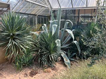 Agavepups agave Americana pups winterhard voor in de tuin beschikbaar voor biedingen