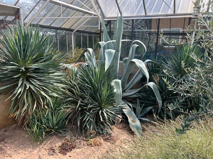 Agavepups agave Americana pups winterhard voor in de tuin, Tuin en Terras, Planten | Bomen, Overige soorten, 100 tot 250 cm, Volle zon