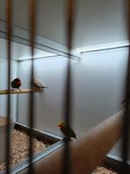 Beëindiging van hobby, Mannelijk