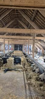 Agrarische bedrijfhulp schapen ZZP'ER, Meerdere dieren, Schaap