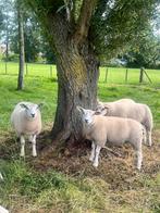 Swifter X Engelse Texelaar ooien & rammen (Zwoegervrij), Dieren en Toebehoren, Schapen, Geiten en Varkens, Meerdere dieren, Schaap