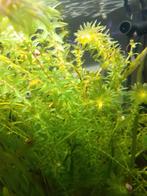 Waterpest, Vis