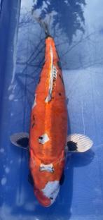 Diverse Koi vanaf €1,50 p cm! ook hoge kwaliteit vissen., Vis