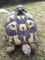 Prachtige, gezonde Griekse Landschildpadden. Nakweek 2025., Schildpad, Tam, 0 tot 2 jaar