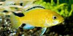 Labidochromis Yellow (ca 3,5 / 4 cm) - Cichlide -Koidream