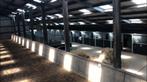 Stalling en weidegang, Weidegang, 2 of 3 paarden of pony's