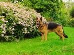 duitse herder, Dieren en Toebehoren, België, Particulier, Reu, Eén hond